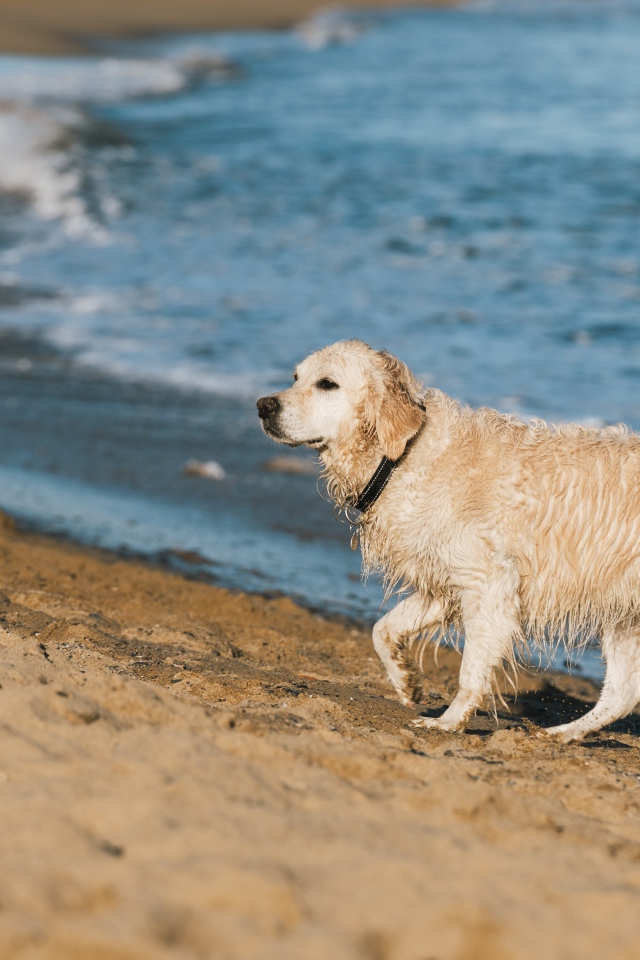 Золотистый ретривер идет по песку у воды