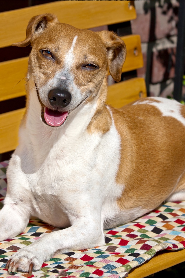 Довольный пес породы Джек рассел терьер на лавке 