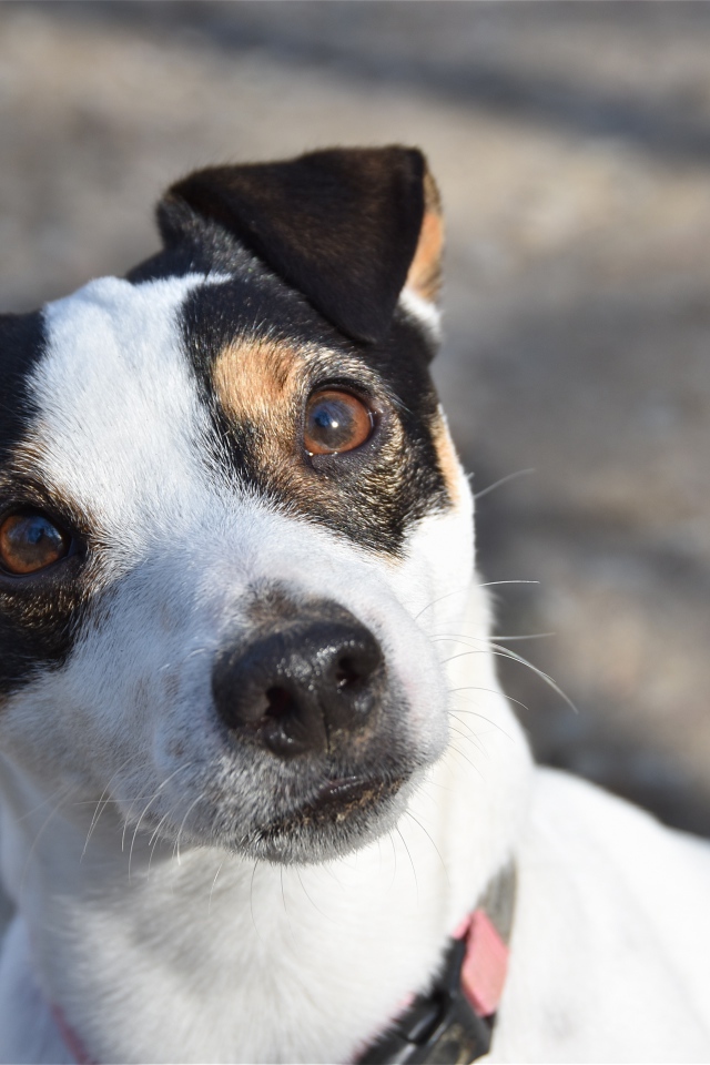 Любопытный пес породы Джек рассел терьер 