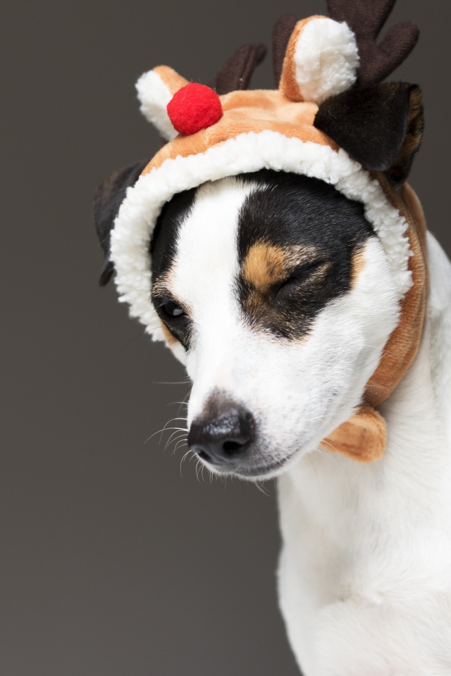 Джек рассел терьер в новогодней шапке на сером фоне