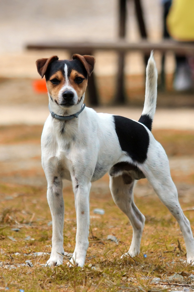 Джек рассел терьер стоит на траве
