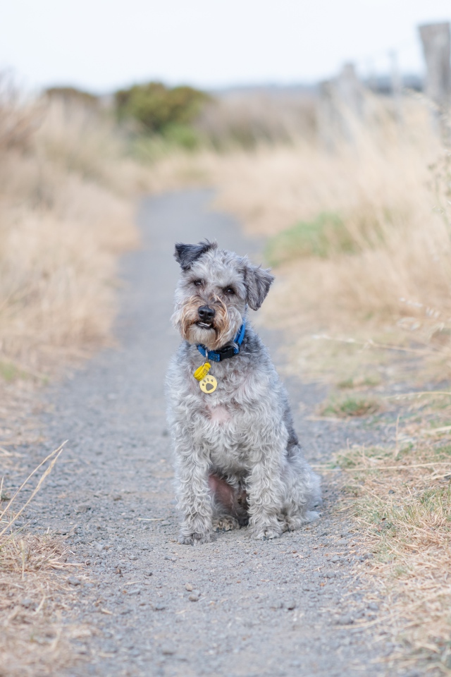 Лейкленд-терьер сидит на дорожке 