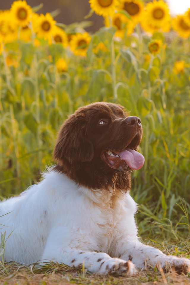 Большой породистый пес с высунутым языком на поле с подсолнухами 