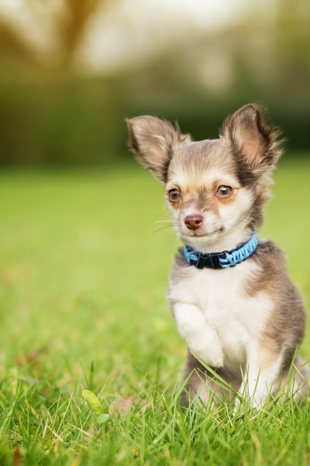 Маленькая собака породы чихуахуа сидит в зеленой траве