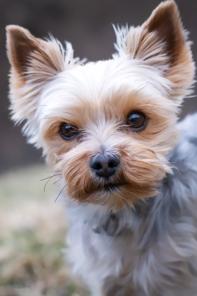 Little Yorkshire Terrier with a sad look
