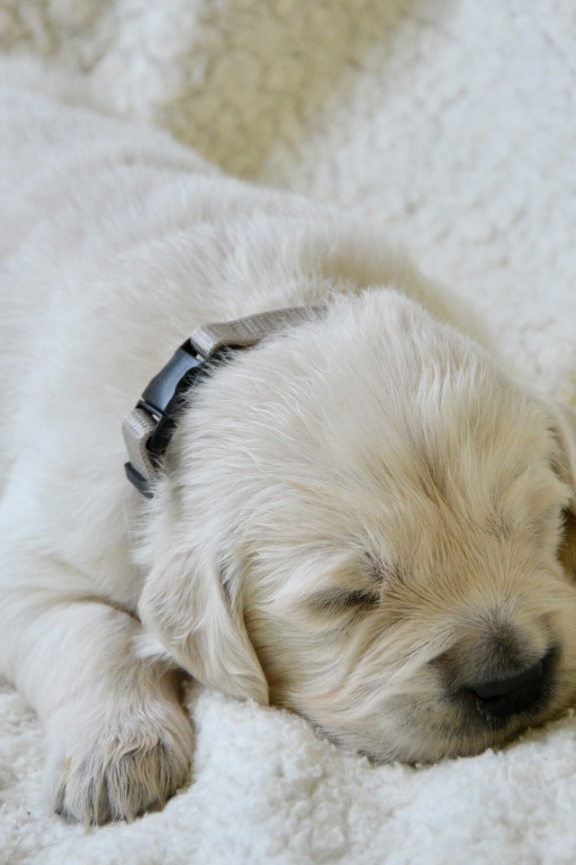 Маленький слепой щенок золотистого ретривера