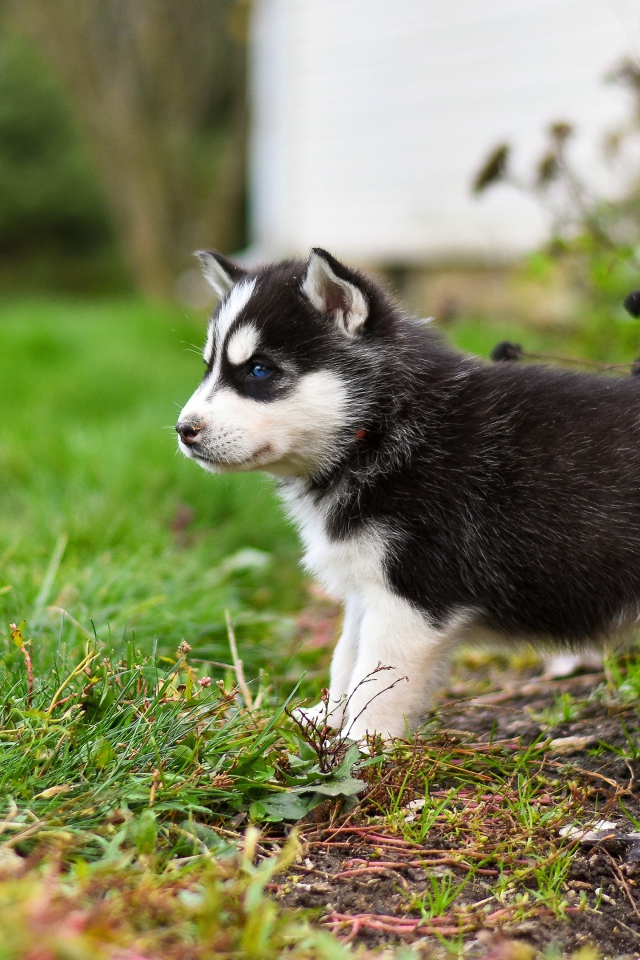 Маленький голубоглазый щенок хаски на зеленой траве 