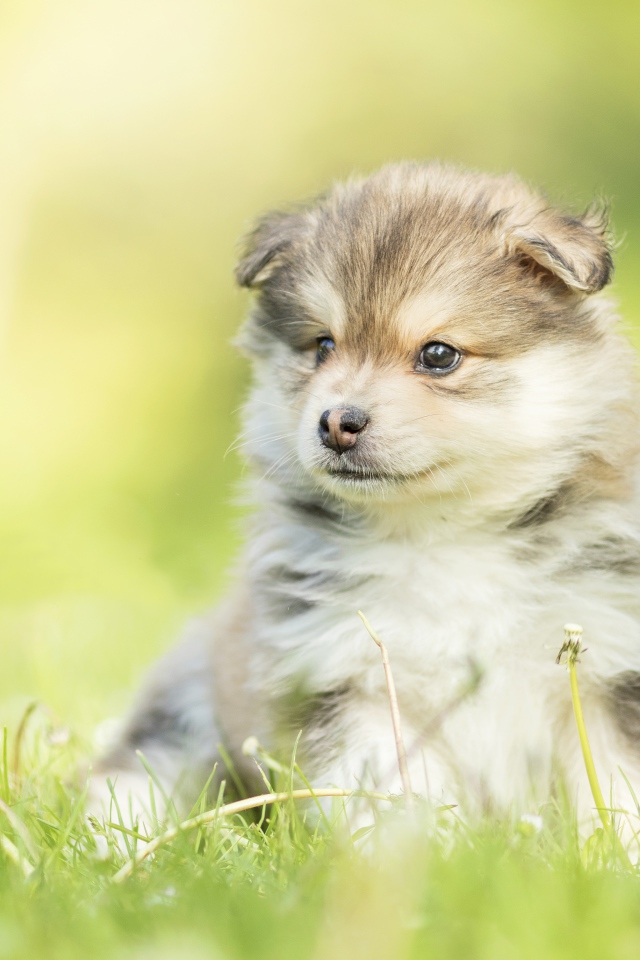 Маленький пушистый щенок сидит в зеленой траве