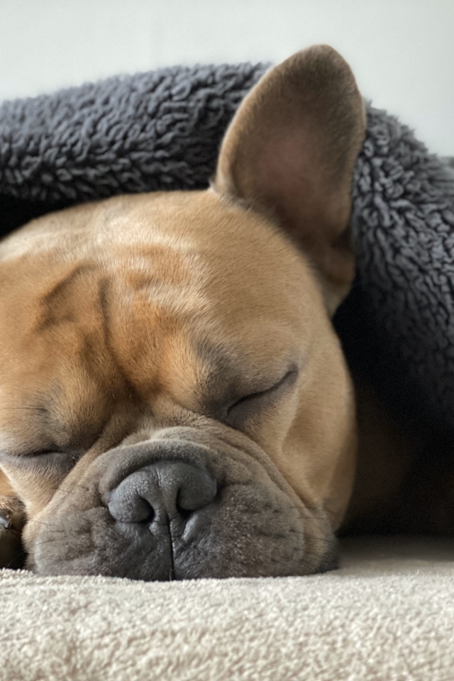 Маленький французский бульдог спит под одеялом