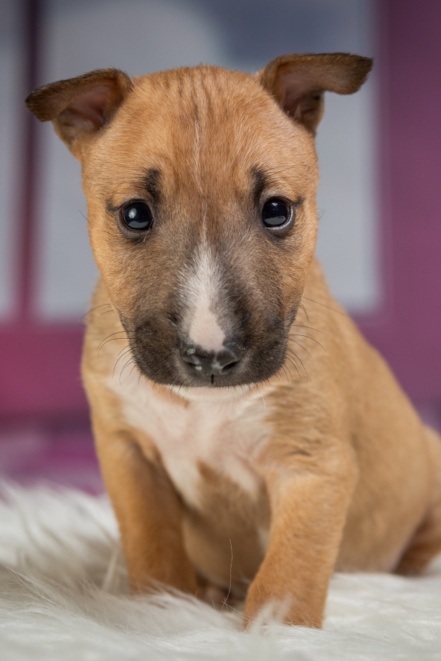 Маленький забавный щенок сидит на меховой подстилке 