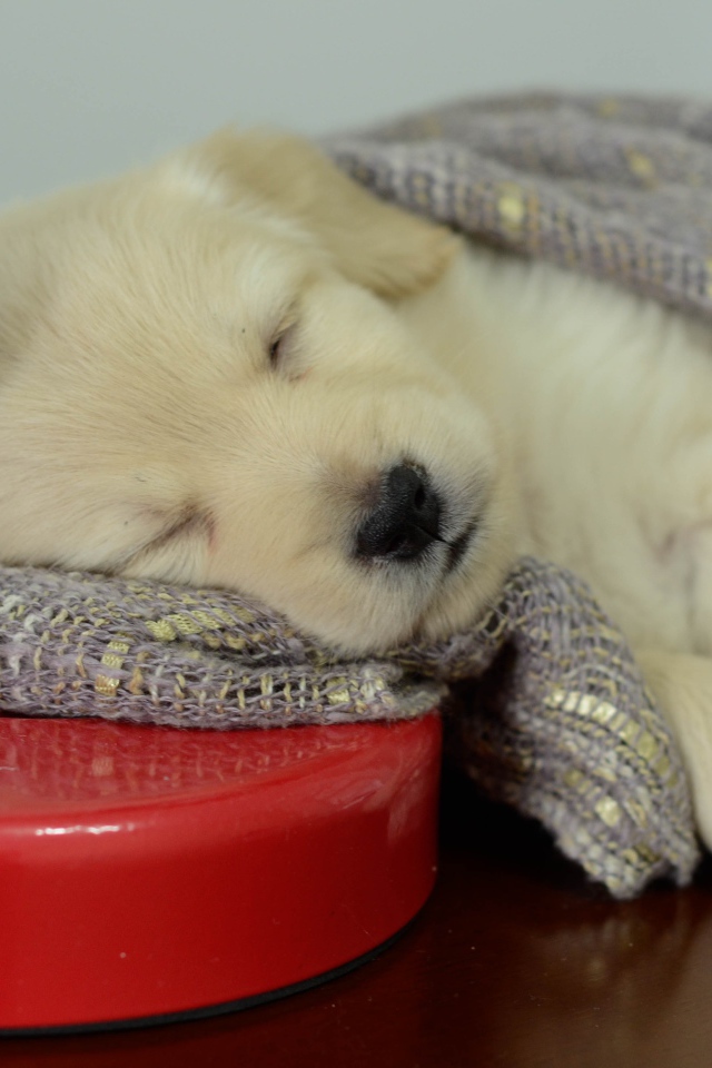 Маленький щенок золотистого ретривера спит на столе с лампой