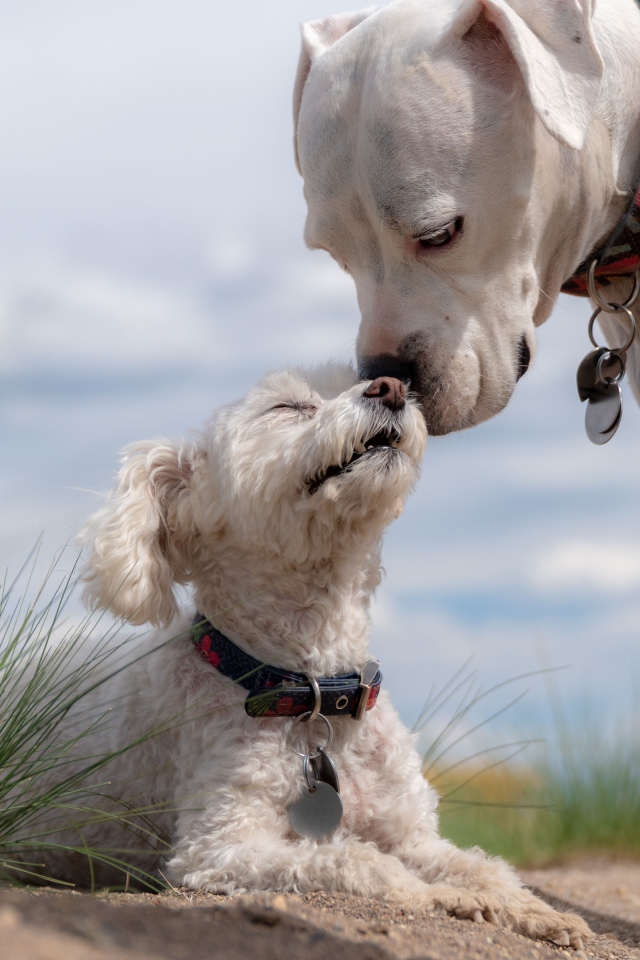 Маленький пудель с большим боксером на пляже