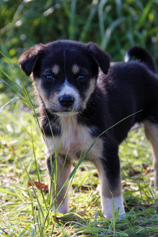 Маленький щенок стоит на зеленой траве