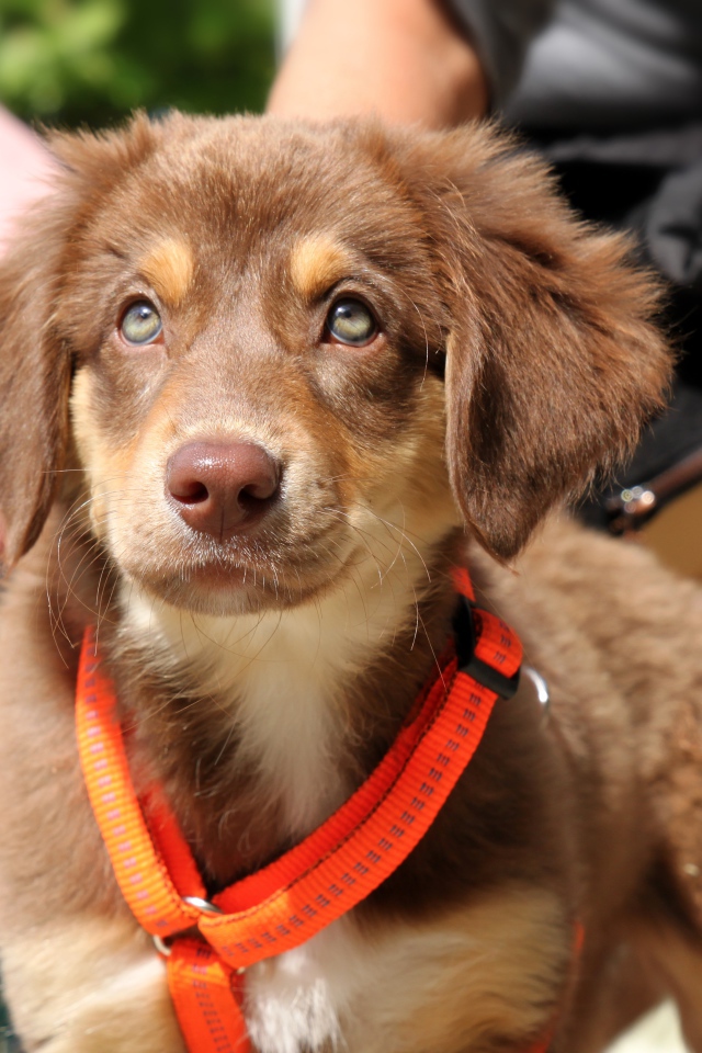 Маленький щенок ретривера на поводке 