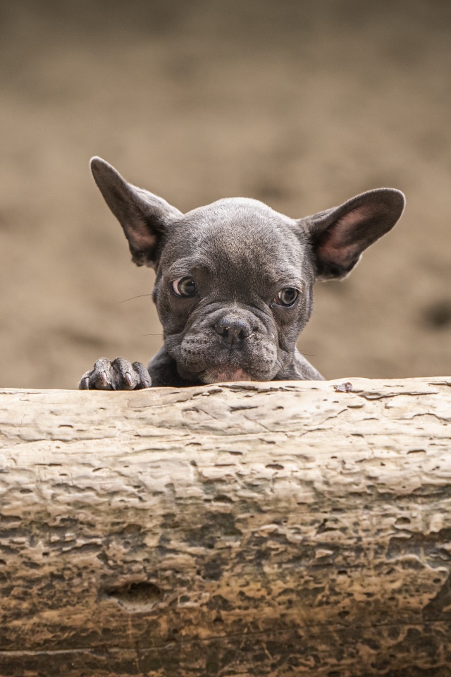 Маленький испуганный щенок французского бульдога
