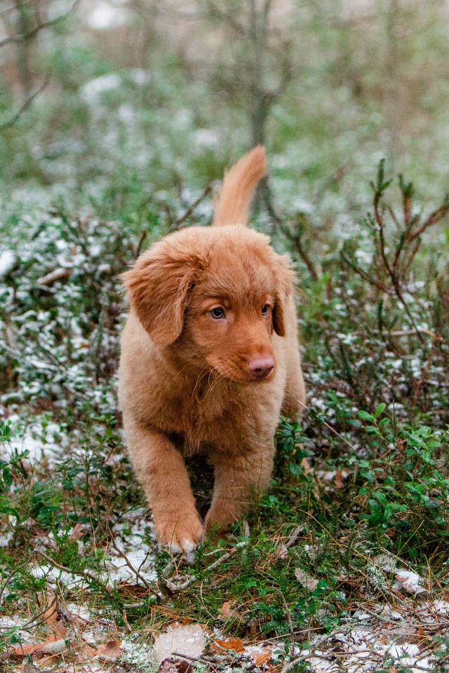 Маленький щенок новошотландский ретривер идет по траве