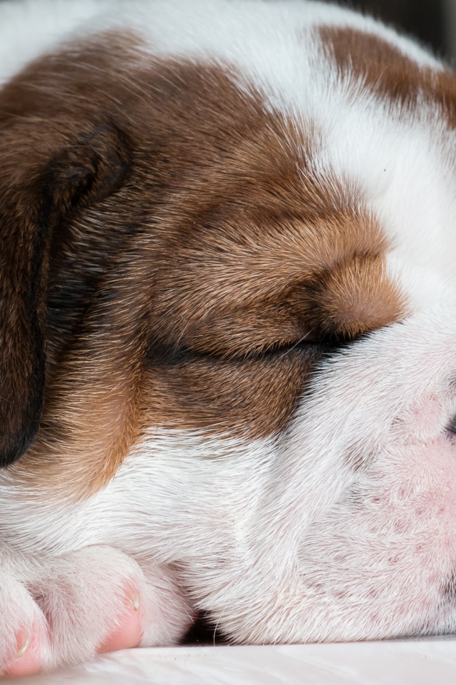 Маленький спящий английский бульдог 