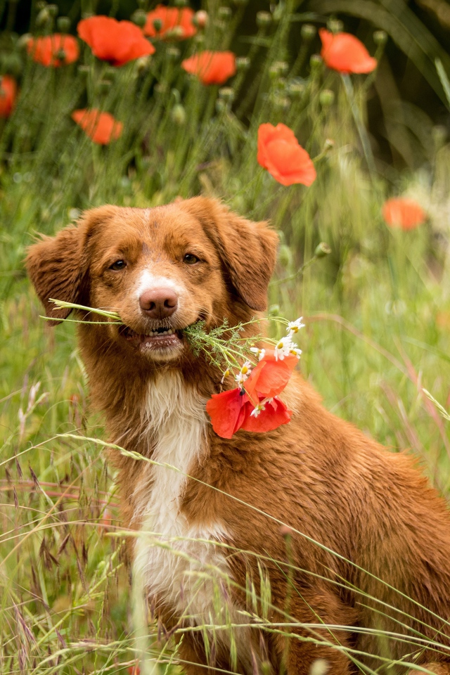 Новошотландский ретривер с красными маками 