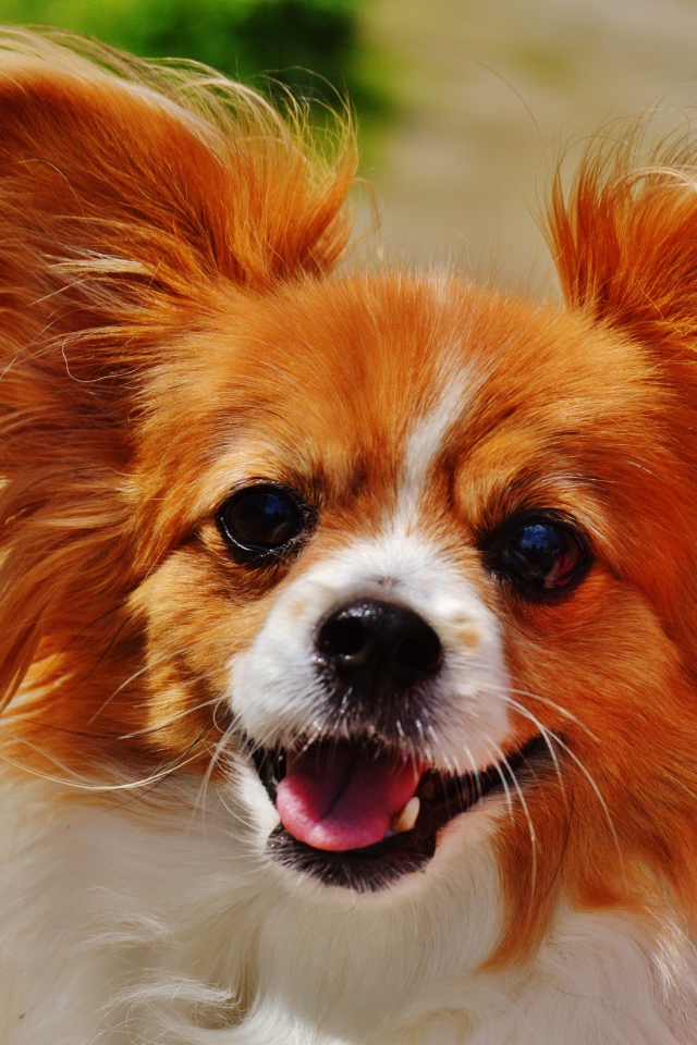 Собака папильон в пушистыми ушами