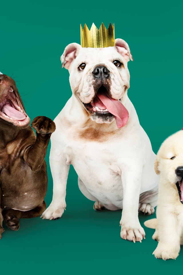 Породистые собаки в колпаках на день рождения