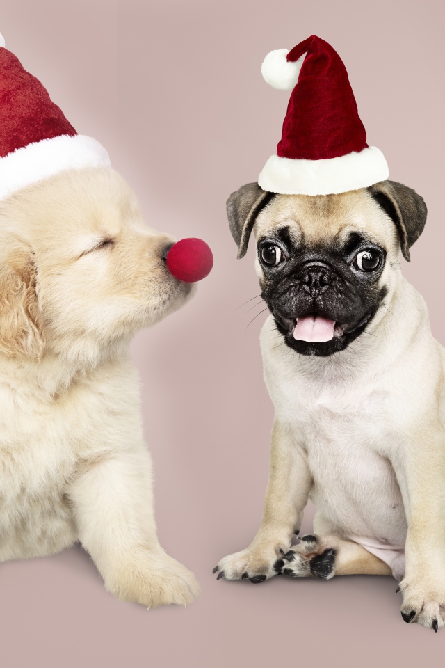 Щенок мопса и золотистого ретривера в красных колпаках