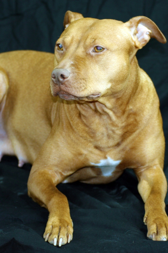 Породистая собака лежит на черном диване 