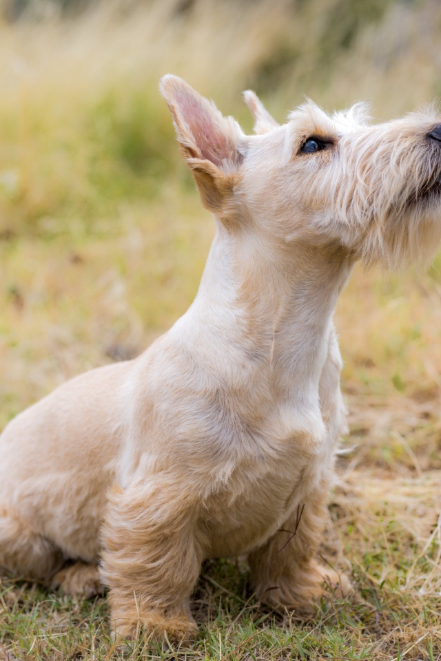 Породистый пес сидит на траве 