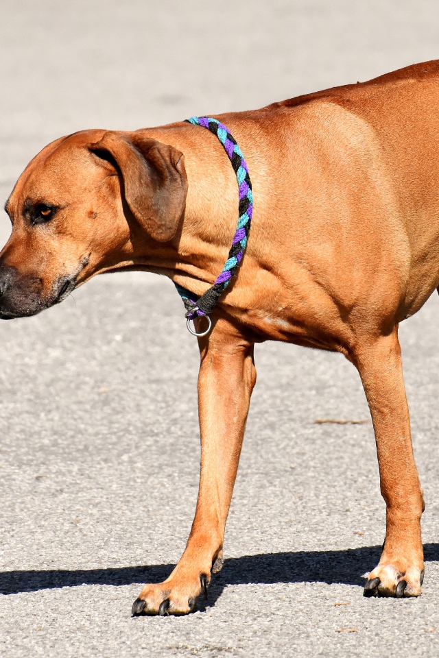 Родезийский риджбек с ошейником