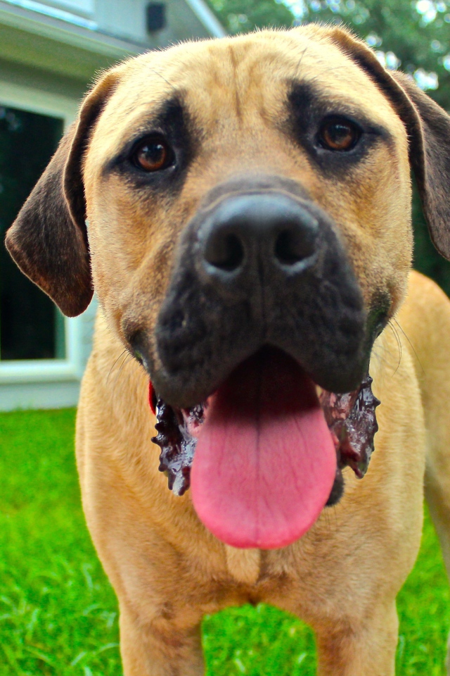 Родезийский риджбек с высунутым языком