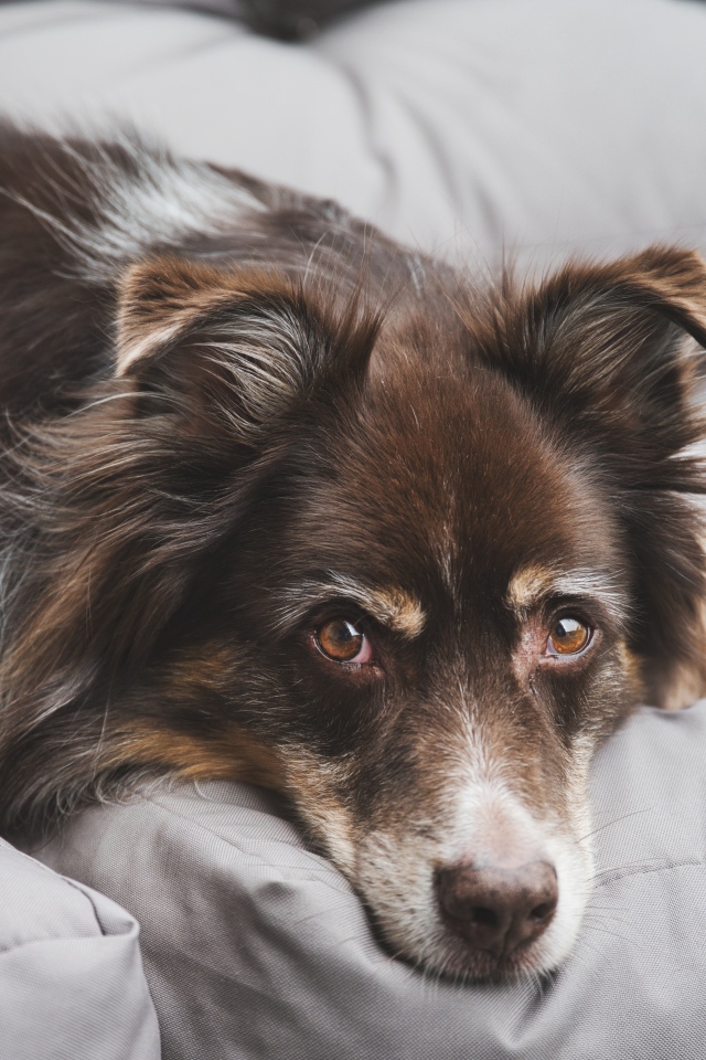 Грустная австралийская овчарка лежит на диване 