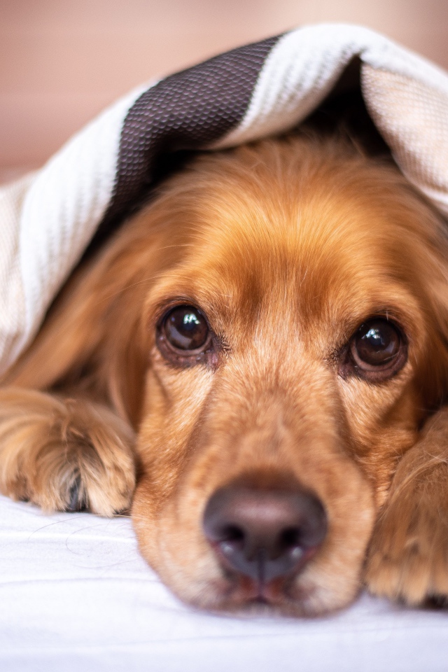 Грустный английский кокер спаниель под одеялом