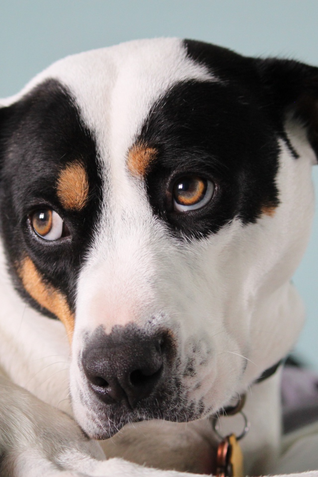 Грустный Джек рассел терьер лежит на кровати 