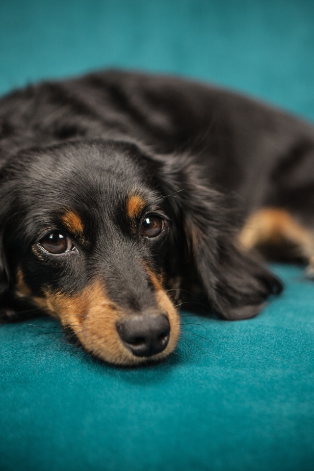 Грустный щенок таксы лежит на голубом диване