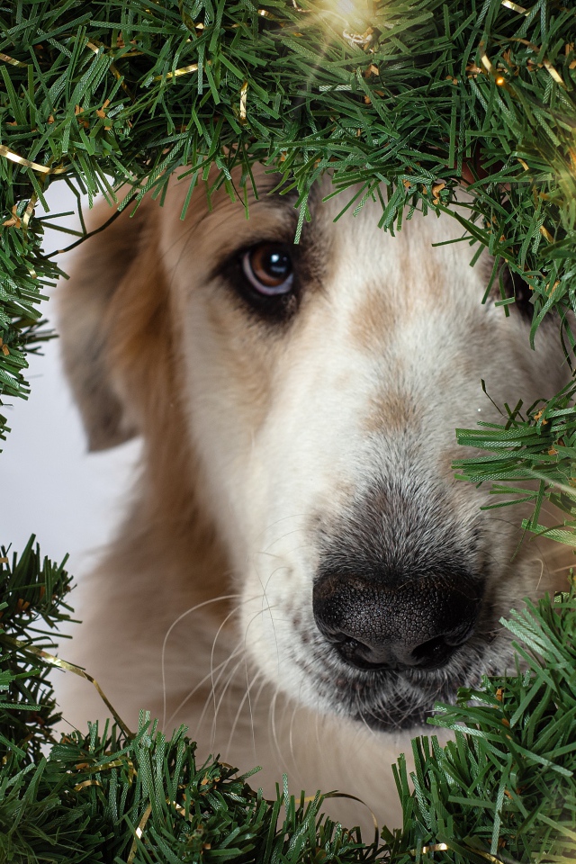 Грустная собака с зеленым рождественским венком 