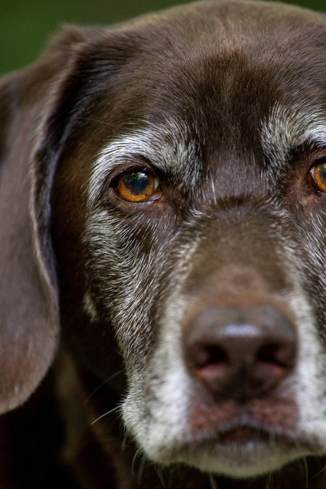 Грустные глаза старого лабрадора