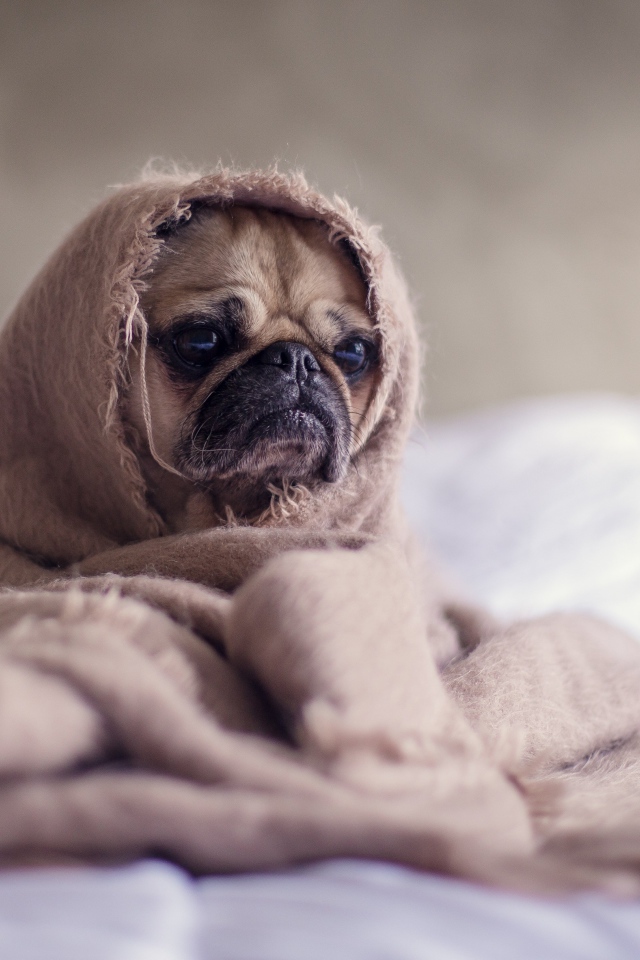 Грустный мопс в покрывале