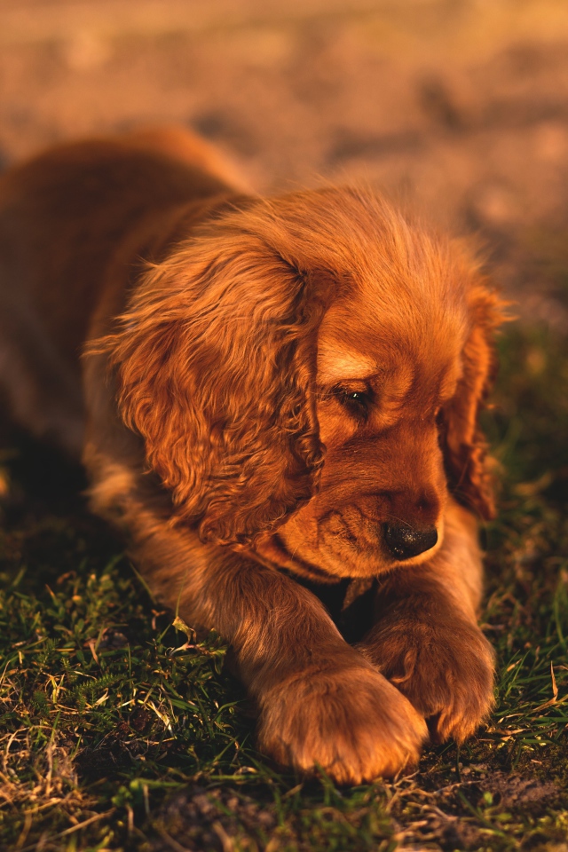 Грустный щенок спаниеля лежит на траве 