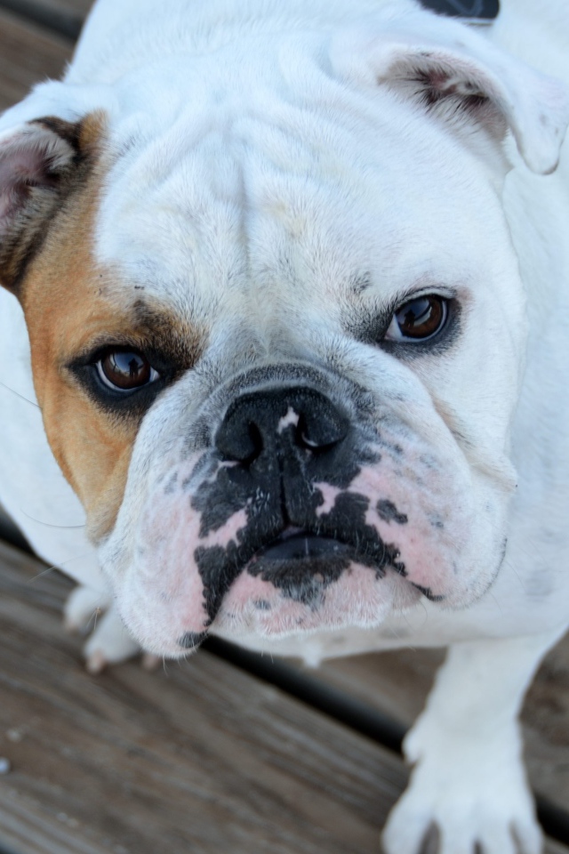 Серьезный бульдог смотрит на хозяина