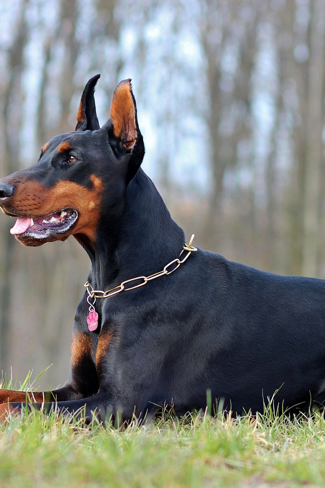 Серьезный доберман лежит на зеленой траве 
