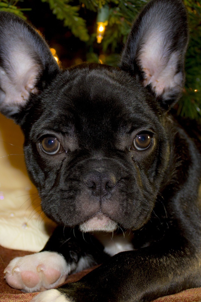 Маленький черный французский бульдог лежит под елкой