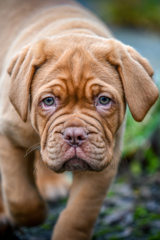 Маленький коричневый щенок бордоского дога 