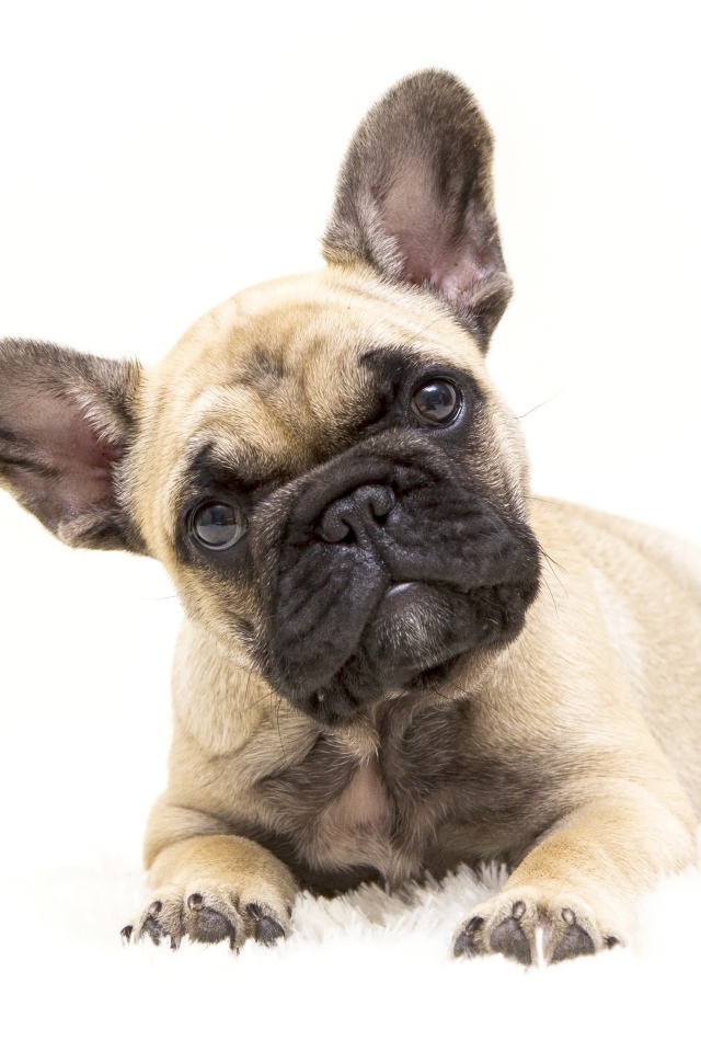 Маленький щенок французского бульдога на белом фоне