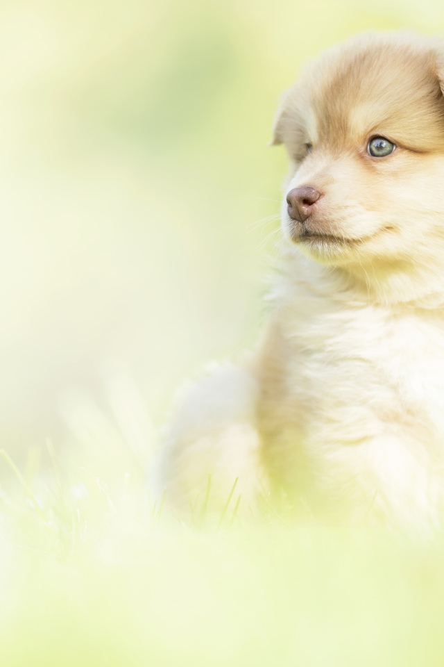 Маленький щенок с коричневым носом