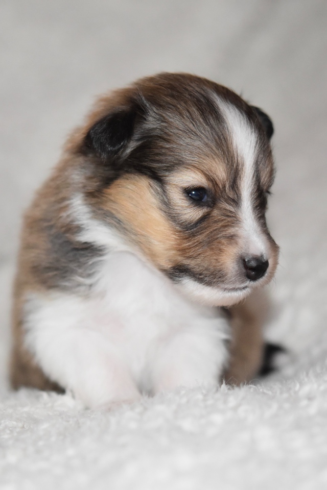 Маленький щенок шелти на белом покрывале 