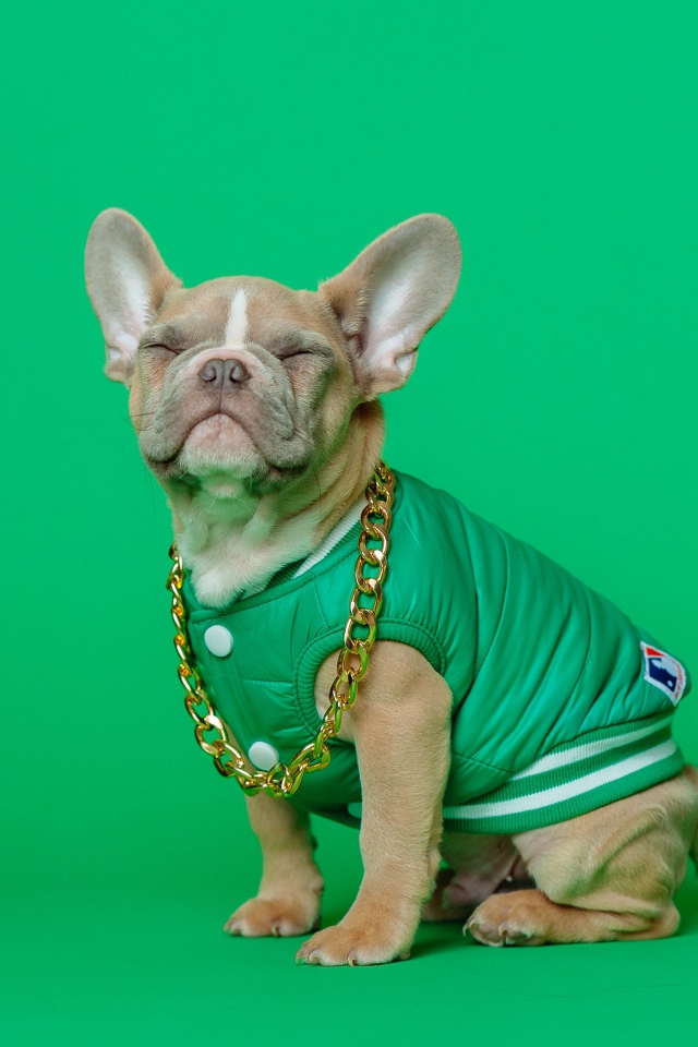 Улыбающийся французский бульдог на зеленом фоне