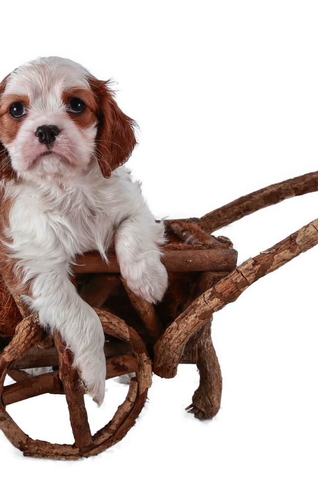 Щенок спаниеля в тележке на белом фоне 