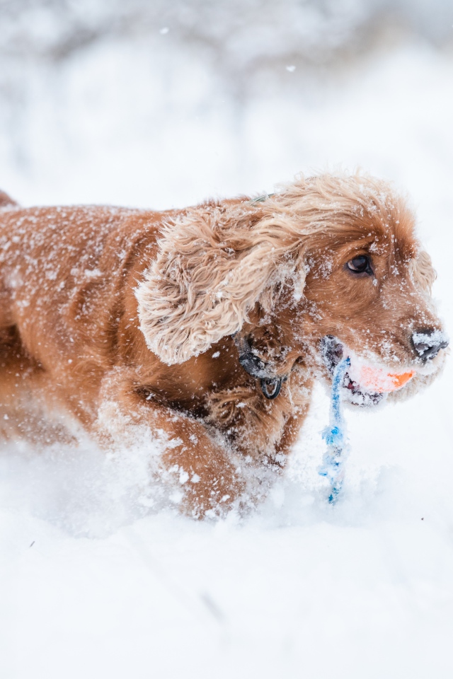Спаниель идет по холодному снегу