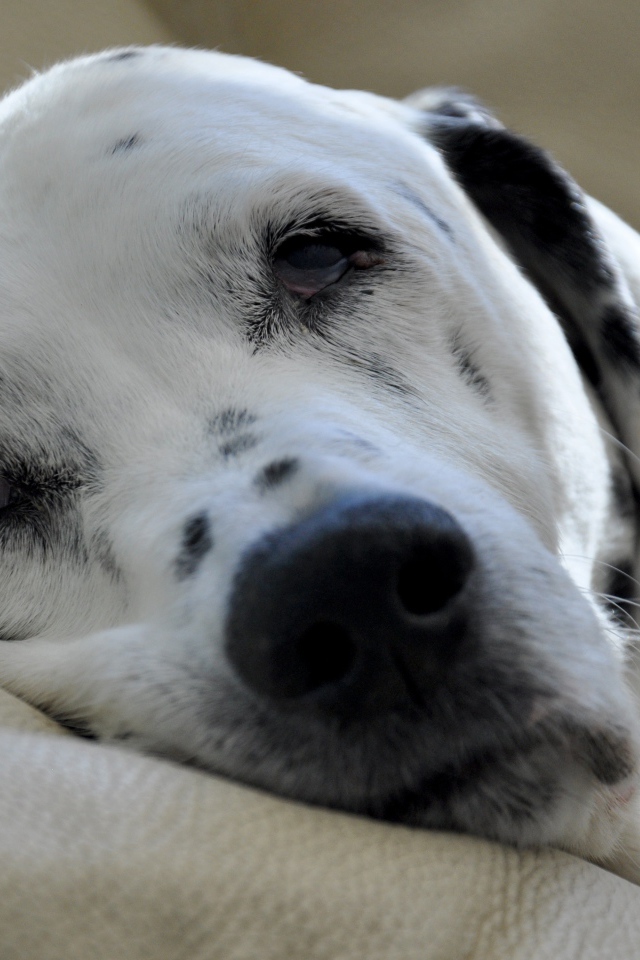 Пятнистый далматин спит на кровати 