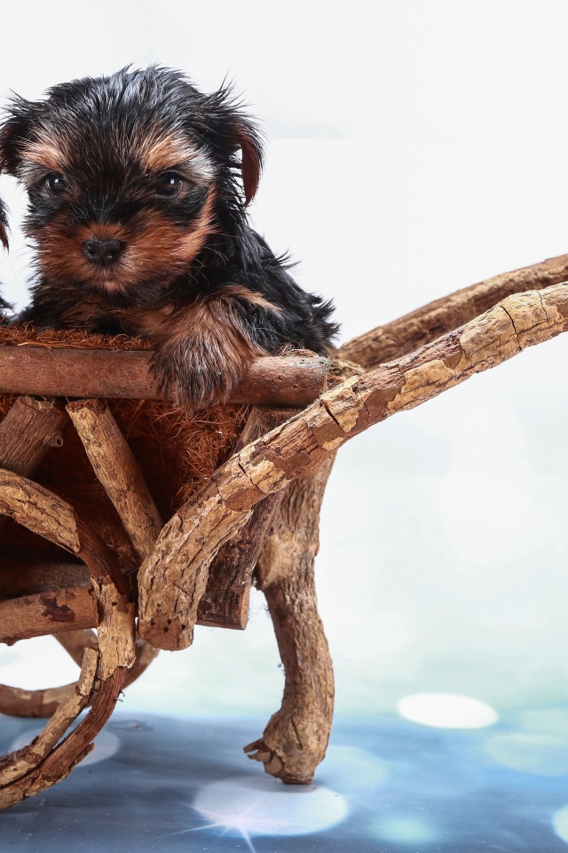 Два йоркширских терьера в деревянной телеге