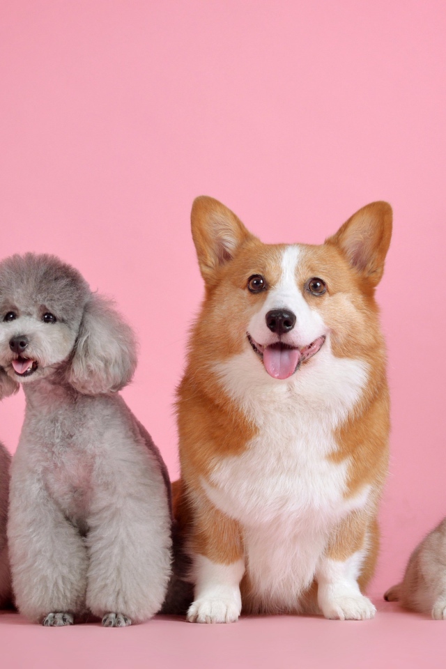 Две породистые собаки и два кота на розовом фоне